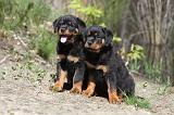 ROTTWEILER 221